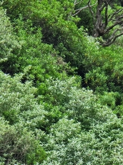 Teucrium heterophyllum