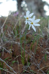 Narcissus deficiens