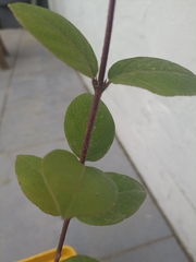 Lonicera fragrantissima