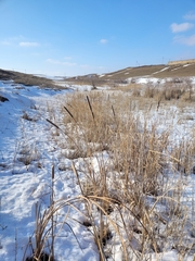 Typha latifolia