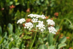 Ligusticum