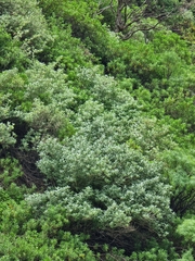 Teucrium heterophyllum