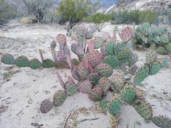 Opuntia phaeacantha