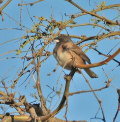 Junco hyemalis oreganus