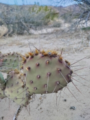 Opuntia phaeacantha