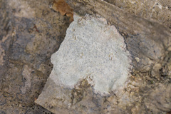 Nadvornikia sorediata