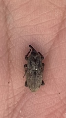 Sphenophorus venatus vestitus