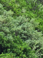 Teucrium heterophyllum
