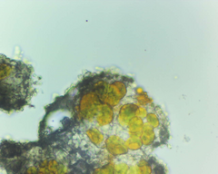 Nadvornikia sorediata