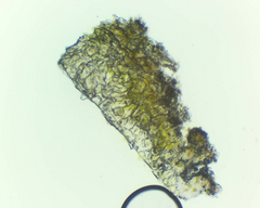 Nadvornikia sorediata