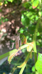 Elasmopoda