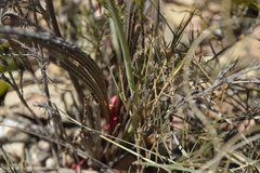 Tritoniopsis antholyza