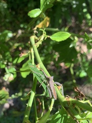 Elasmopoda