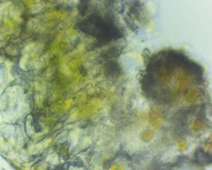 Nadvornikia sorediata