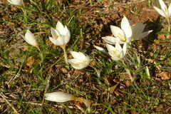 Crocus boryi