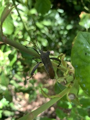 Elasmopoda
