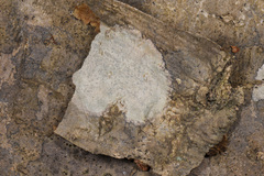 Nadvornikia sorediata