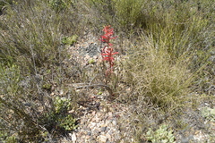 Tritoniopsis antholyza