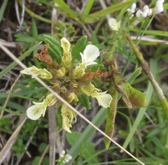 Teucrium montanum