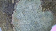 Nadvornikia sorediata