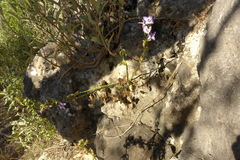 Campanula versicolor