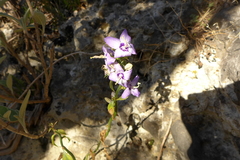 Campanula versicolor