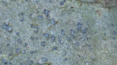 Nadvornikia sorediata