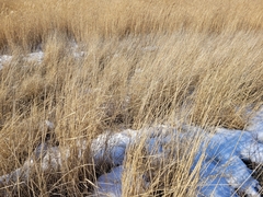 Poaceae