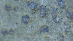 Nadvornikia sorediata