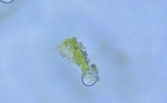Nadvornikia sorediata