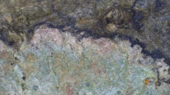 Nadvornikia sorediata