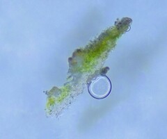 Nadvornikia sorediata