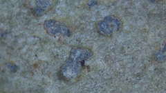 Nadvornikia sorediata