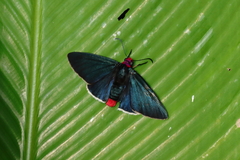 Pyrrhopyge charybdis