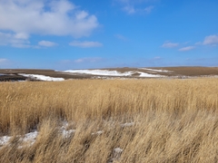 Phragmites australis