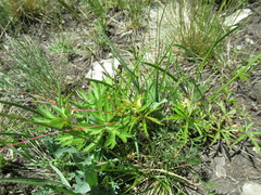 Potentilla flagellaris