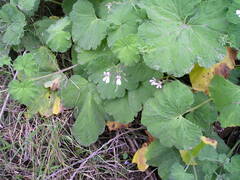 Pelargonium odoratissimum