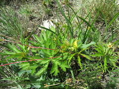 Potentilla flagellaris