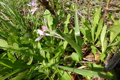 Colchicum cupanii