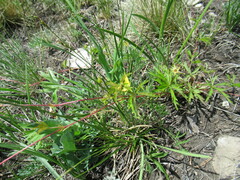 Potentilla flagellaris