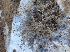 Klasea erucifolia