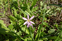 Colchicum cupanii