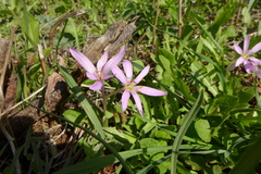 Colchicum cupanii