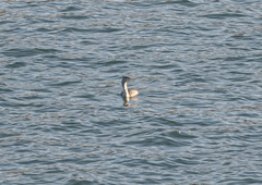 Phalacrocorax punctatus