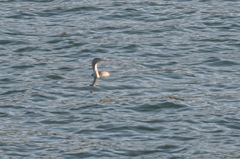 Phalacrocorax punctatus