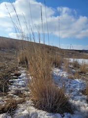 Poaceae