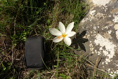 Crocus boryi