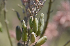 Aloe maculata