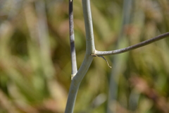 Aloe maculata
