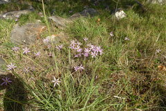 Colchicum cupanii